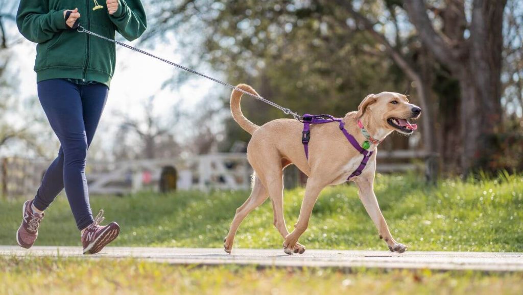 Consejos para correr con perros